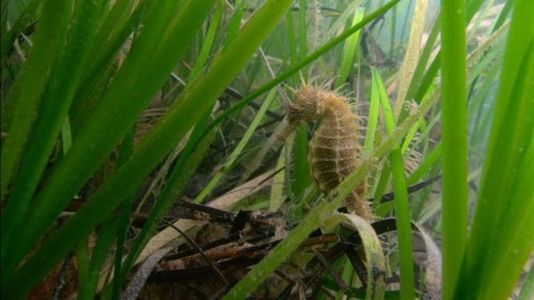 
UK's first marine park in Plymouth 'to lead way in ocean innovation'
