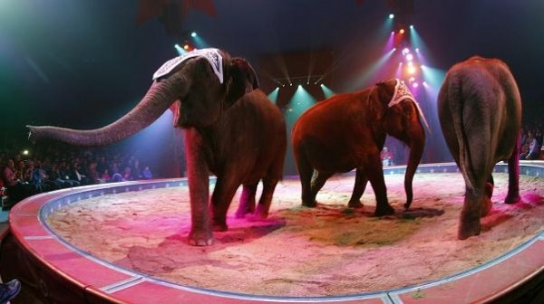 Europe moves to support circuses that follow best practises Europe moves to support circuses that follow best practises