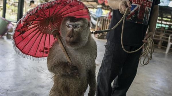 Selfies in the jungle: Abuse, exploitation and the dark side of wildlife tourism Selfies in the jungle: Abuse, exploitation and the dark side of wildlife tourism