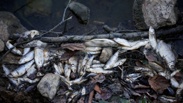 Europe's drought on course to be worst for 500 years, European Commission researcher warns Europe's drought on course to be worst for 500 years, European Commission researcher warns