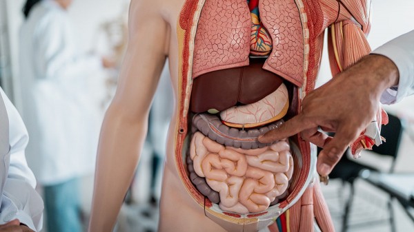 Simple diet change may support gut healing for cancer survivors, researchers say