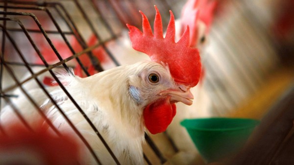 First-ever human case of rare bird flu strain confirmed in western US First-ever human case of rare bird flu strain confirmed in western US