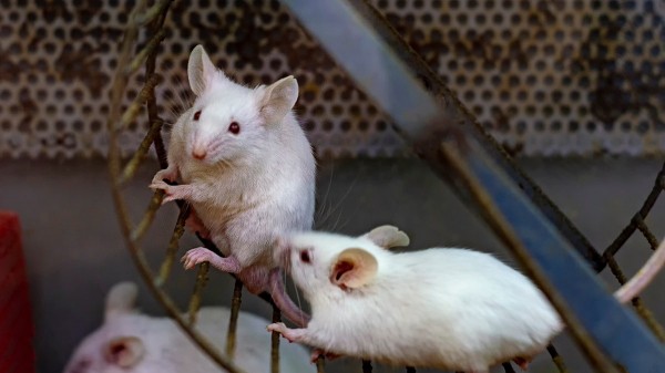 Diabetes prevention linked to specific type of exercise, study shows