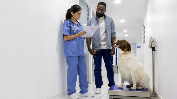 Breakthrough GLP-1 implant promises major weight-loss benefits for pets Breakthrough GLP-1 implant promises major weight-loss benefits for pets