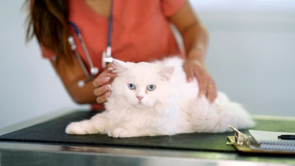 Breakthrough GLP-1 implant promises major weight-loss benefits for pets Breakthrough GLP-1 implant promises major weight-loss benefits for pets