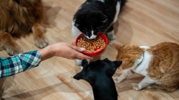 Breakthrough GLP-1 implant promises major weight-loss benefits for pets Breakthrough GLP-1 implant promises major weight-loss benefits for pets