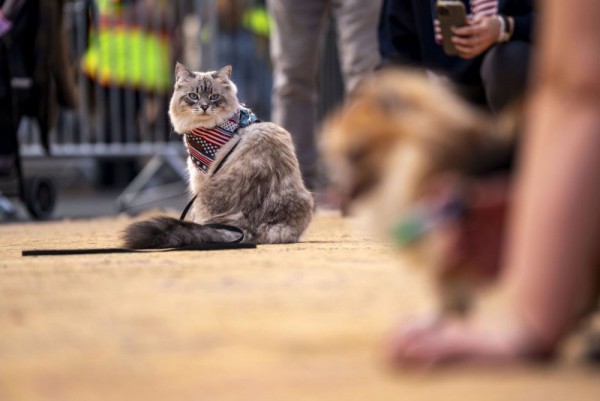 GLP-1 implant may help overweight pets GLP-1 implant may help overweight pets